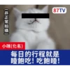 受訪的貓星人P.2/P.2 9