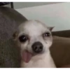 some memes 13