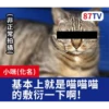 受訪的貓星人P.1/P.2 8