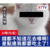 受訪的貓星人P.1/P.2 9