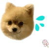 Dog expressions 10