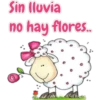 Sin lluvia
no hay flores..