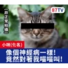 受訪的貓星人P.1/P.2 10