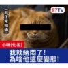 受訪的貓星人P.2/P.2 12