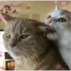 kitty♡︎love 16