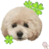 Dog expressions 11