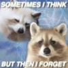 Being Raccoon Ep.2 10