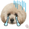 Dog expressions 12