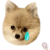 Dog expressions 16