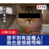 受訪的貓星人P.2/P.2 14