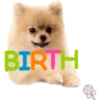 Dog expressions 18