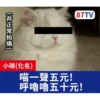 受訪的貓星人P.1/P.2 12