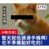 受訪的貓星人P.2/P.2 15