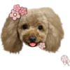 Dog expressions 19