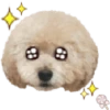 Dog expressions 20