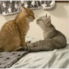kitty♡︎love 21