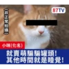 受訪的貓星人P.2/P.2 17
