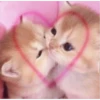 kitty♡︎love 24