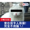 受訪的貓星人P.2/P.2 18