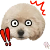 Dog expressions 21