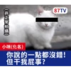 受訪的貓星人P.2/P.2 19