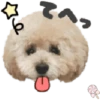 Dog expressions 23
