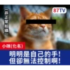 受訪的貓星人P.1/P.2 13