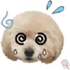 Dog expressions 24