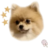 Dog expressions 25