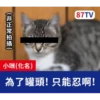 受訪的貓星人P.1/P.2 14