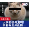 受訪的貓星人P.1/P.2 15