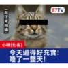 受訪的貓星人P.1/P.2 16