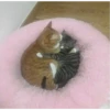 kitty♡︎love 27