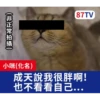 受訪的貓星人P.1/P.2 17