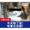 受訪的貓星人P.1/P.2 18