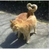 kitty♡︎love 28