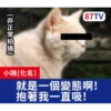 受訪的貓星人P.1/P.2 19