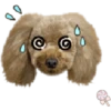 Dog expressions 28