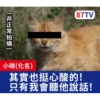 受訪的貓星人P.1/P.2 20
