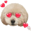 Dog expressions 29