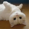 kitty♡︎cute 7