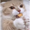 kitty♡︎cute 8