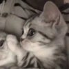Meow meow | Pikachu！ (part 5) 7