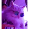 Meow meow (part 1) 7