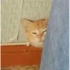 Meow meow | Pikachu！ (part 6) 5