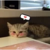 Meow meow | Pikachu！ (part 5) 8