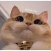 Meow meow | Pikachu！ (part 4) 5