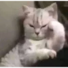 Meow meow | Pikachu！ (part 4) 7