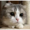 Meow meow | Pikachu！ (part 6) 6