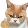 Gatos y Cats 5